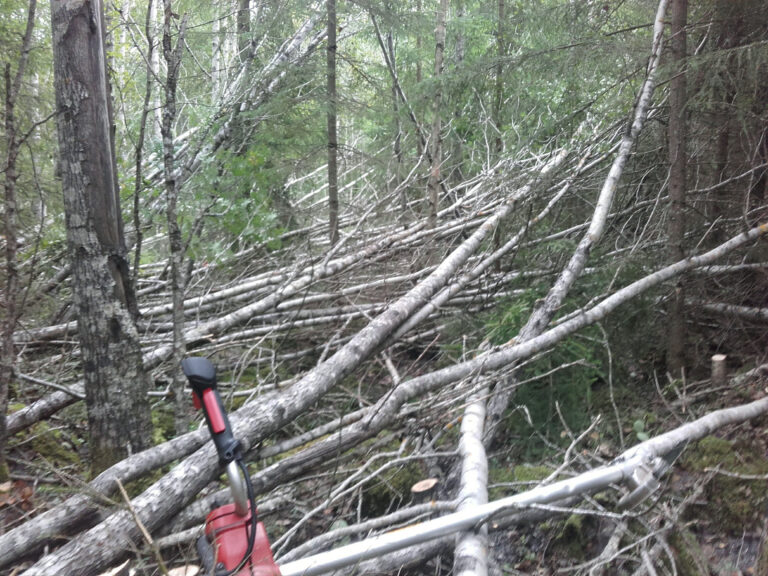 myöhäinen metsänraivuu