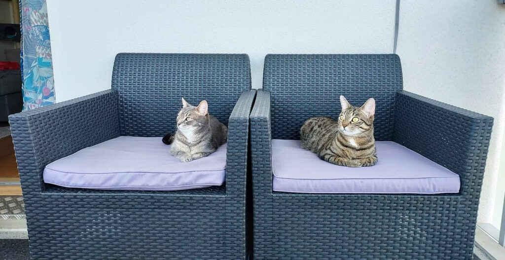 kissat valokuva